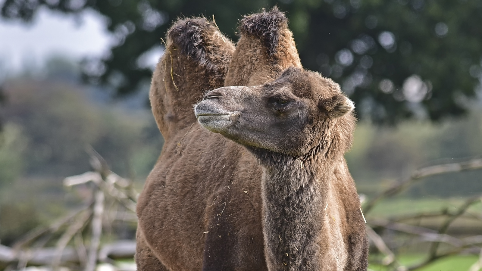 Camel 2