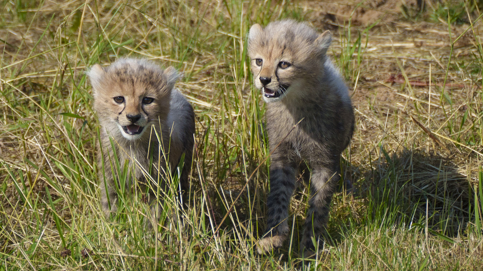 YWP Cheetah Cubs 013