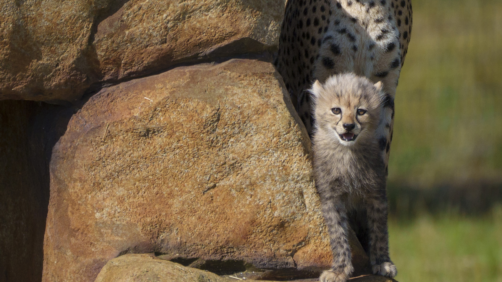 YWP Cheetah Cubs 005
