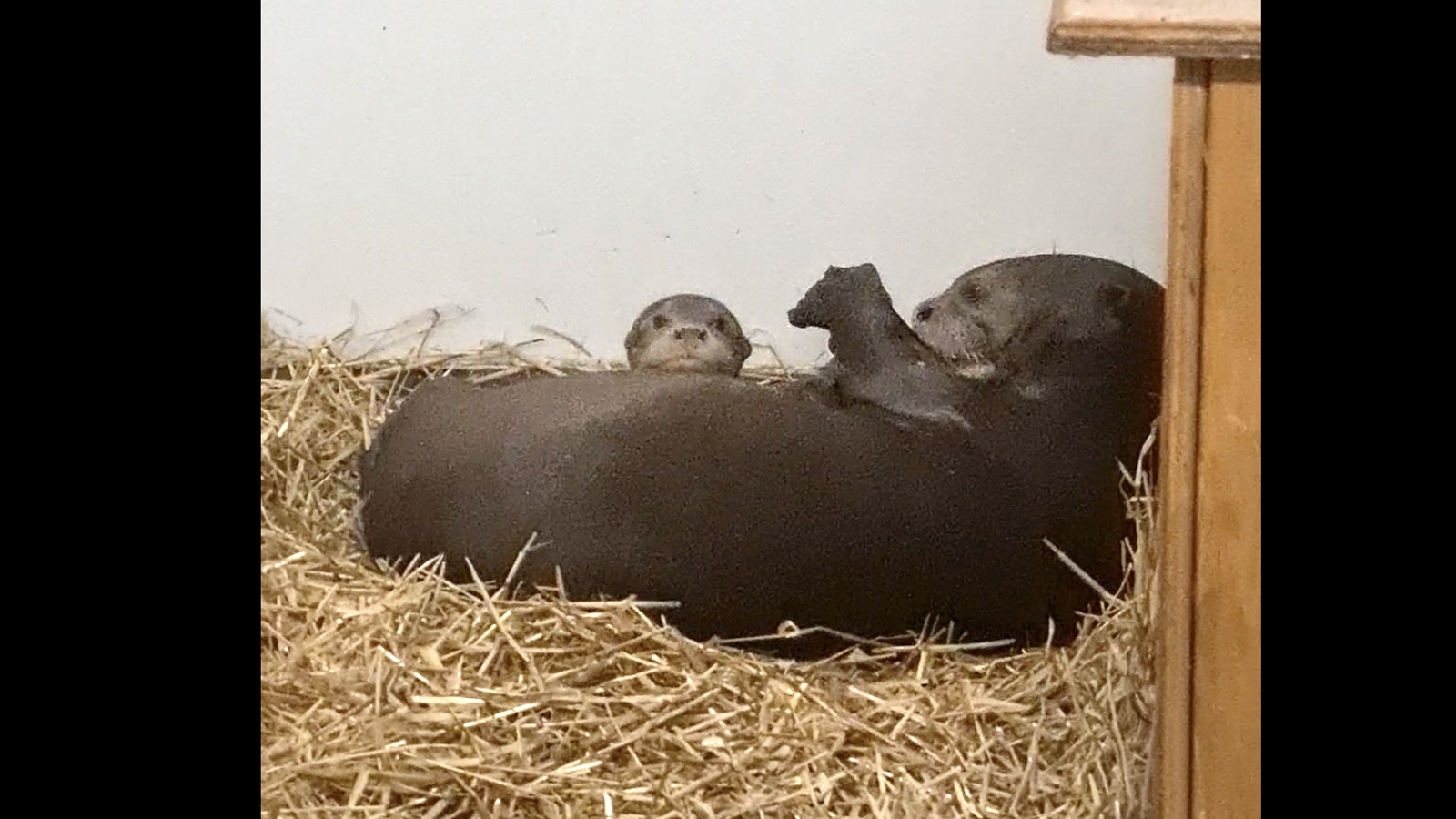 Baby Otter Ywp 01