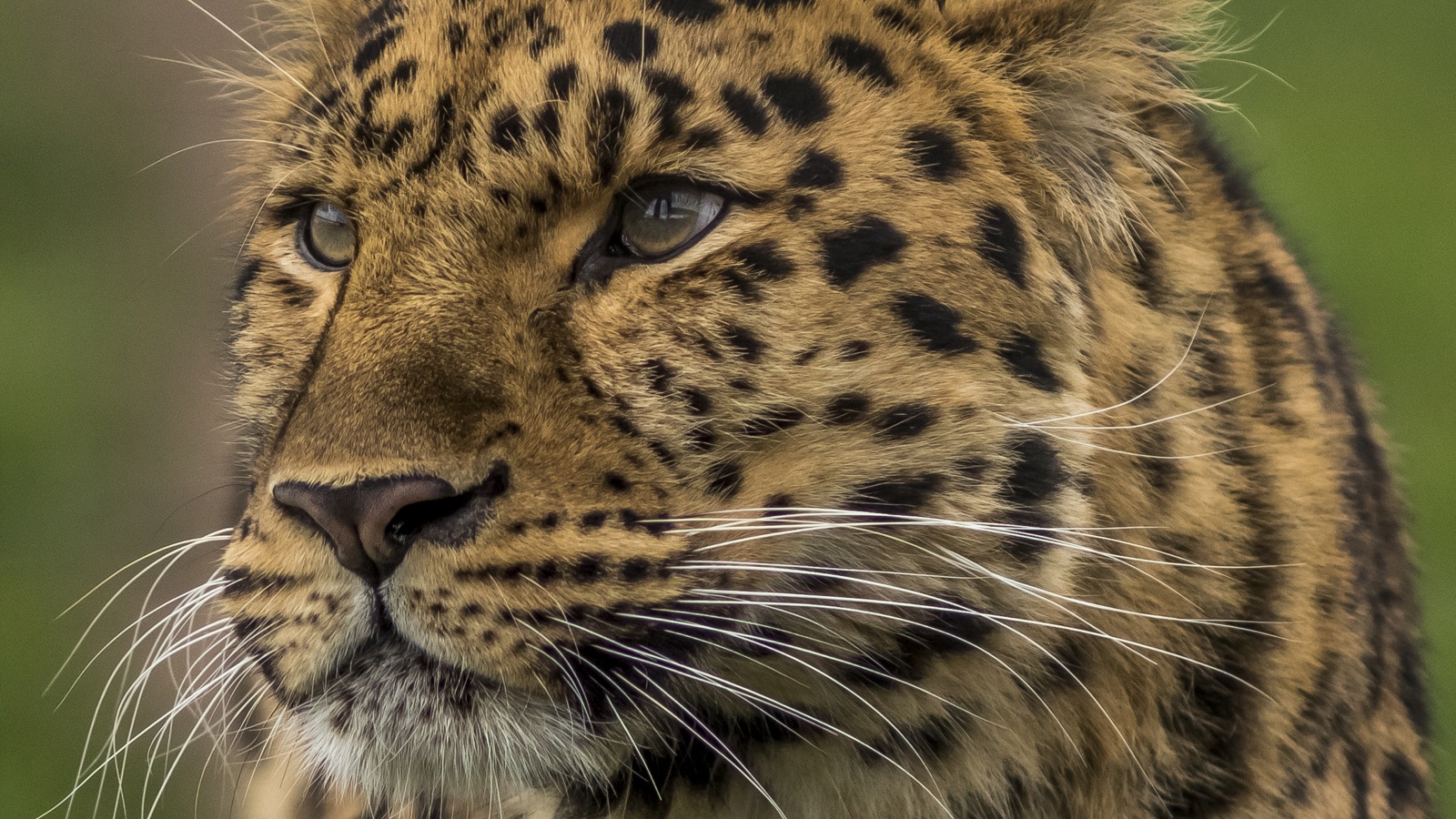 Leopard Look 2 Dr Ywp