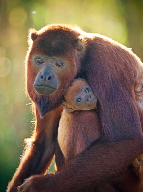 10 Oct Pablo Howler Monkey Baby Born Cr Mark Dinnage