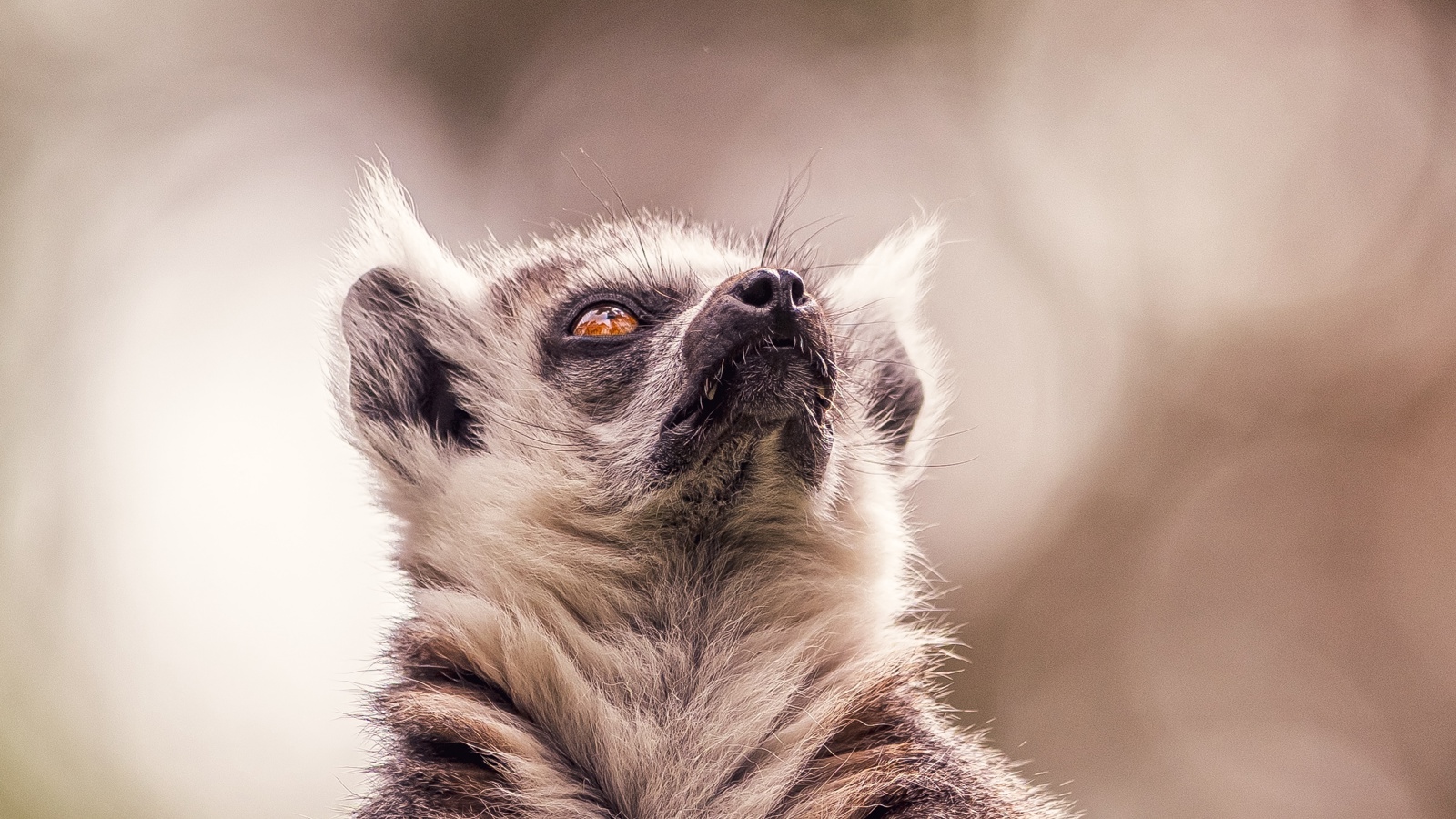2024 Ring Tailed Lemur Dr Ywp 1