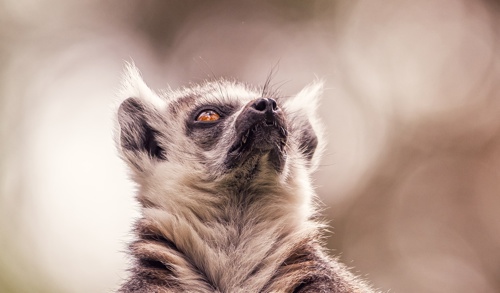 2024 Ring Tailed Lemur Dr Ywp 1