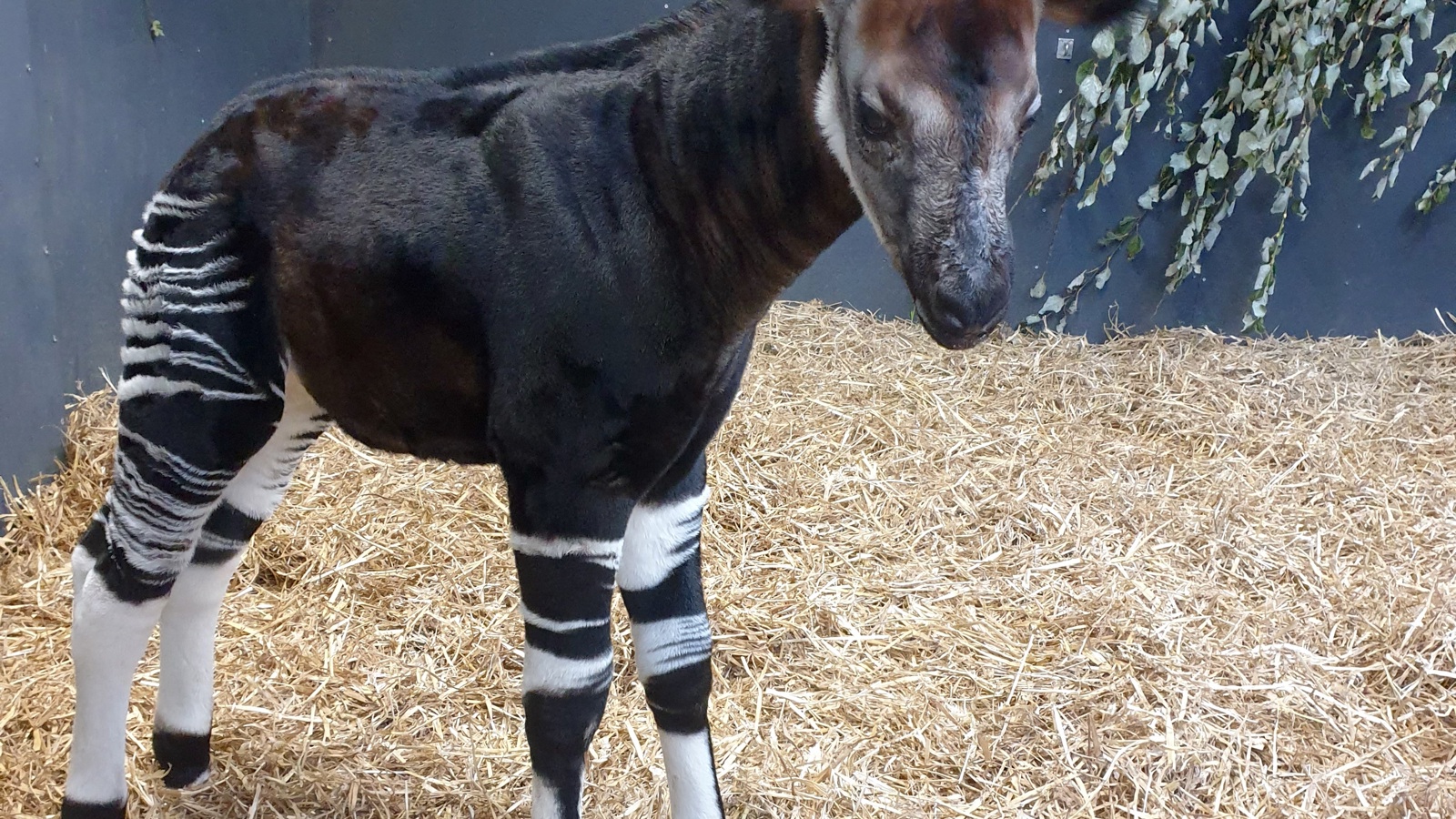 Side Profile Baby Okapi Calf