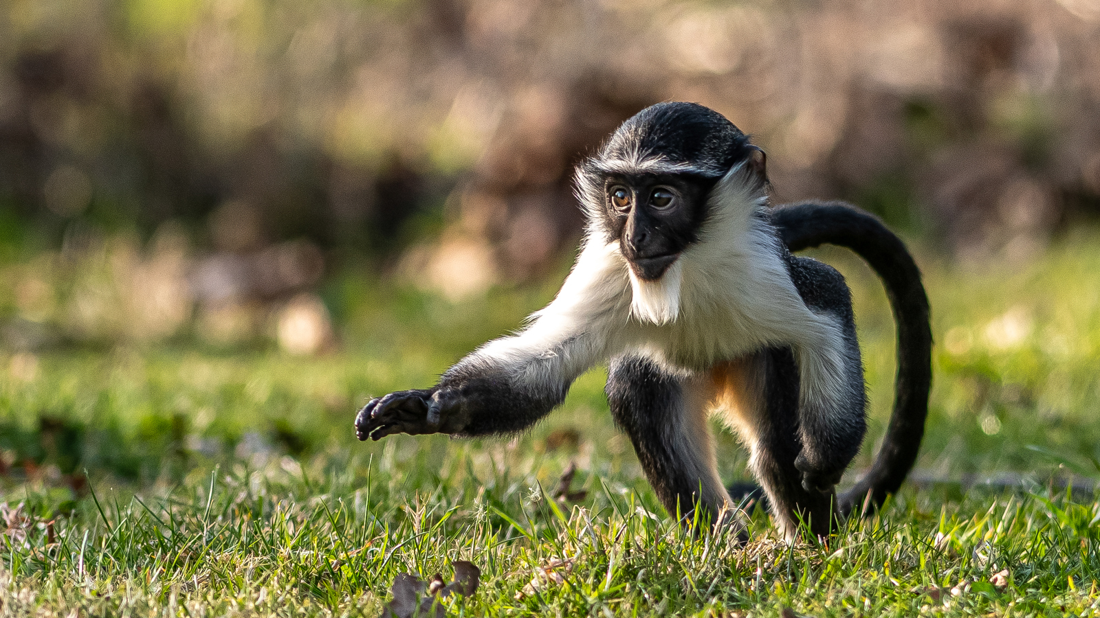2022 04 26 2022Roloway Monkey 16 Dr Ywp