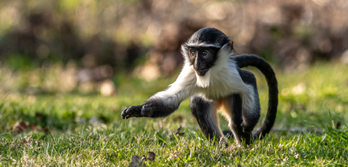 2022 04 26 2022Roloway Monkey 16 Dr Ywp