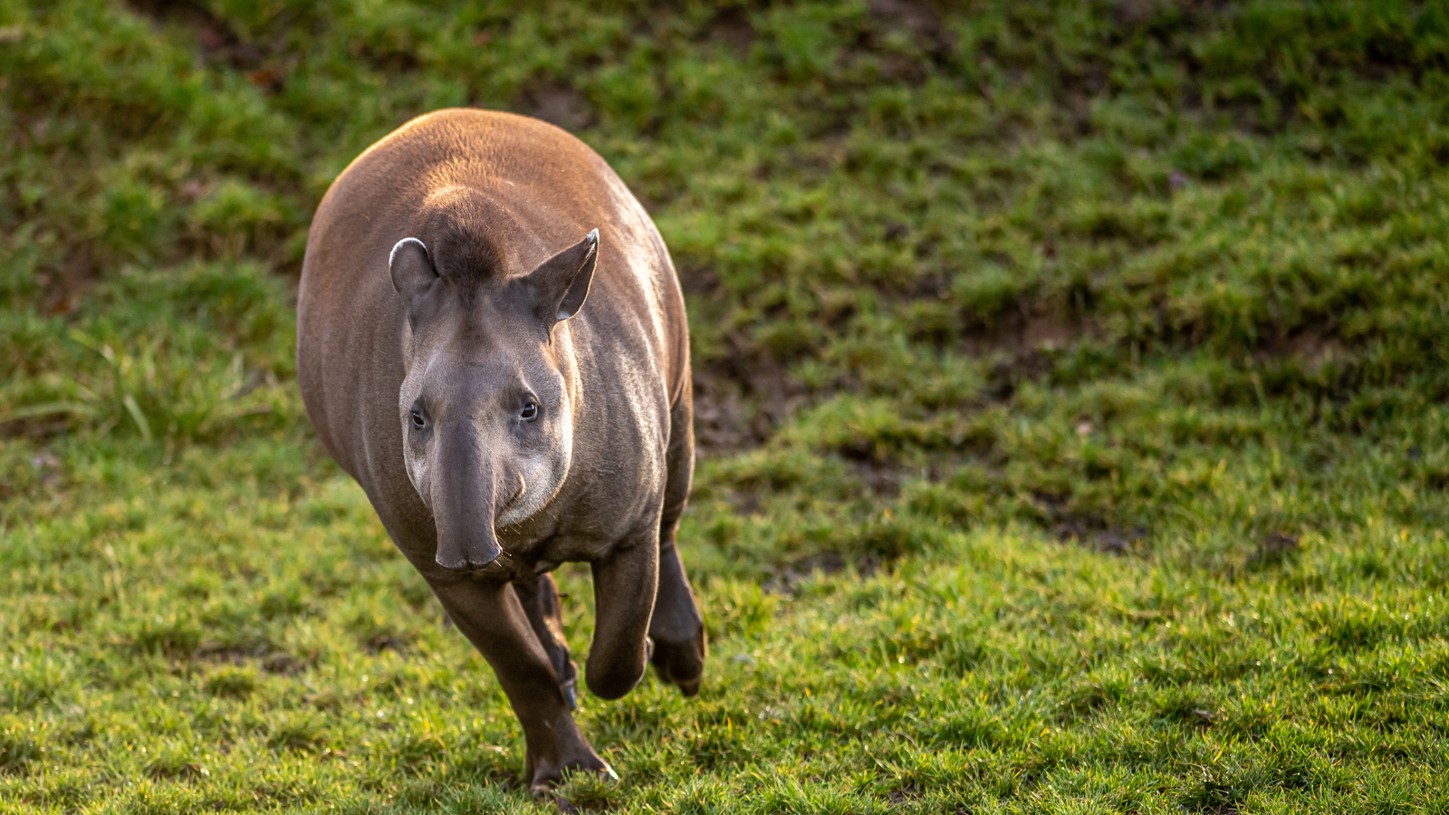 2023 01 23 2023 Tapir 2 Dr Ywp