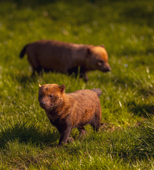 2024 Bush Dogs Dr Ywp 12