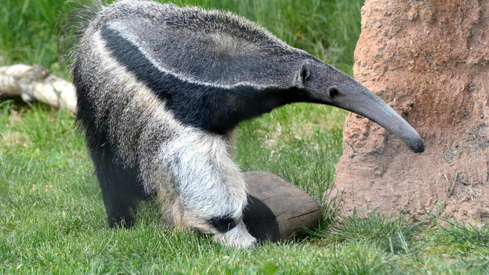 Giant Anteater (CR. Ulli J)