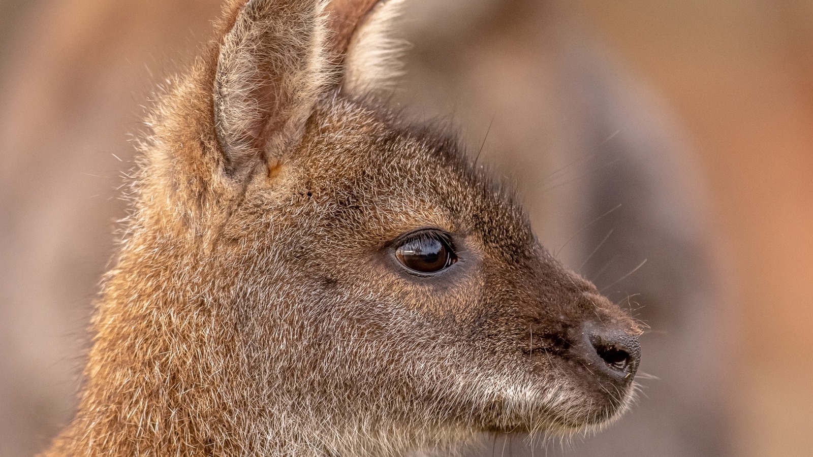 2020 05 25 2020Wallaby Closeup 1 Dr Ywp