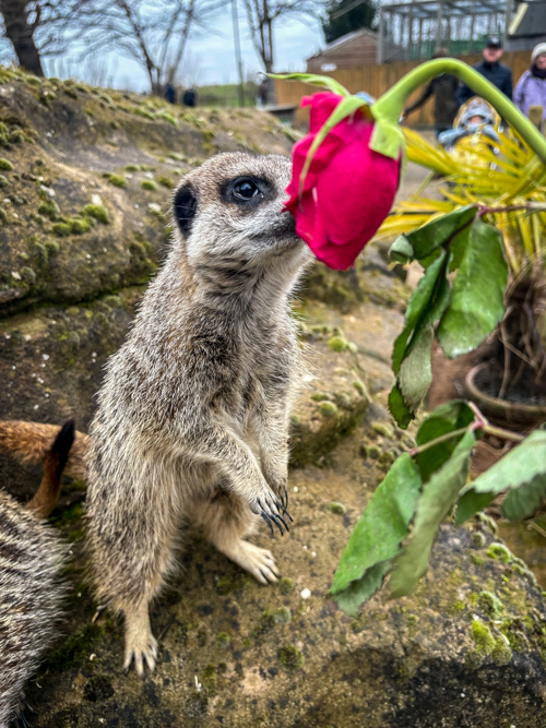 217Ad015 6E8c 434F 9A37 5Cc7f4df0168