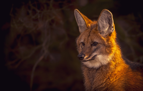 2024 Maned Wolves Dr Ywp 7