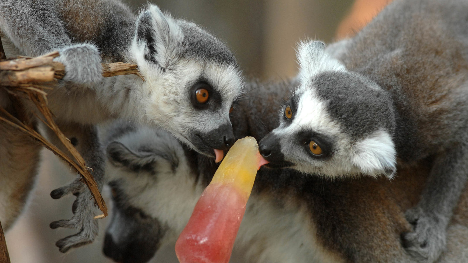 Ringtail Lemur Two Enjoying An Ice Lolly