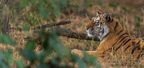 2022 09 29 2022Land Of The Tiger 80 Dr Ywp