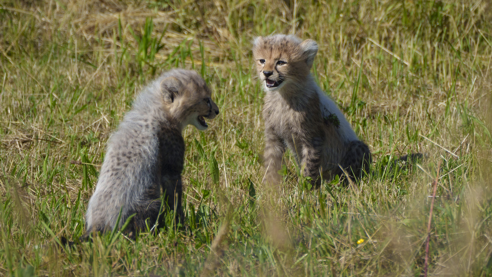 YWP Cheetah Cubs 016