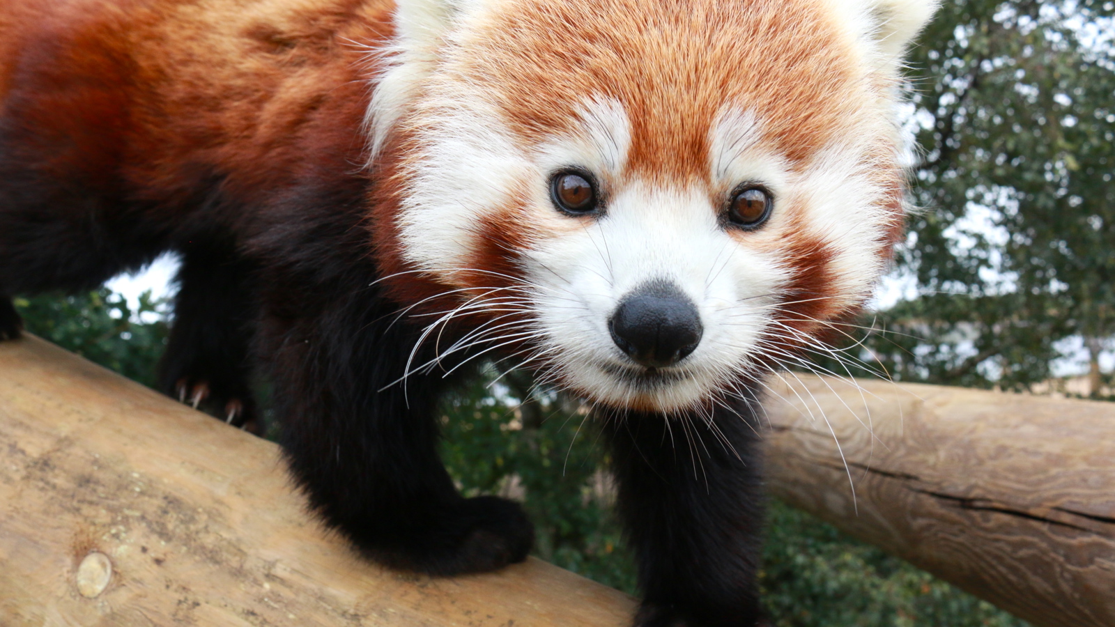 9 Sep International Red Panda Day
