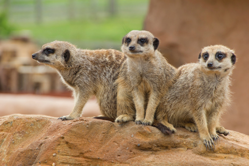 Meerkats