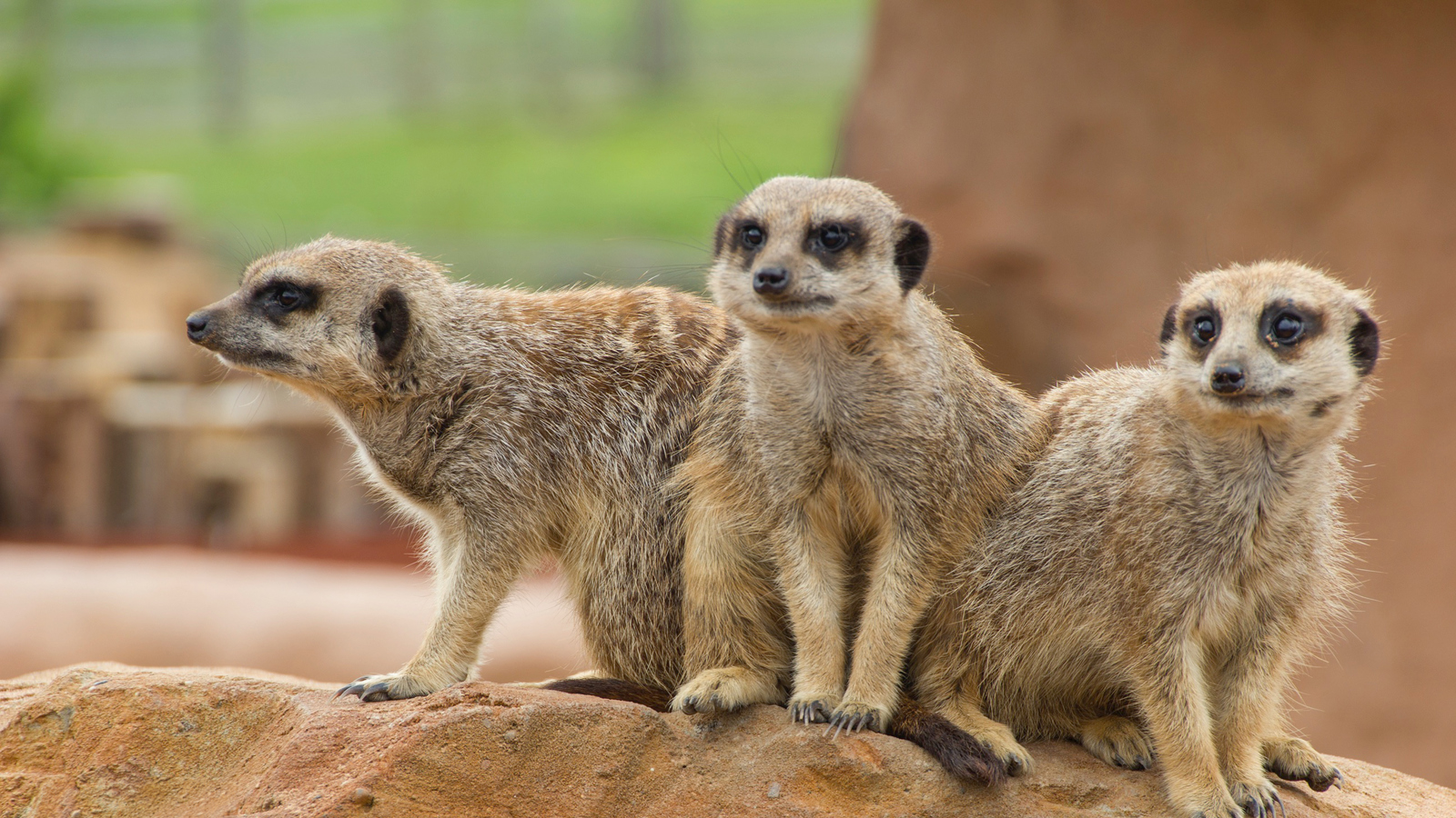 Meerkats
