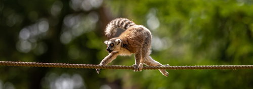 2022 07 10 2022Ring Tailed Lemur 1 Dr Ywp