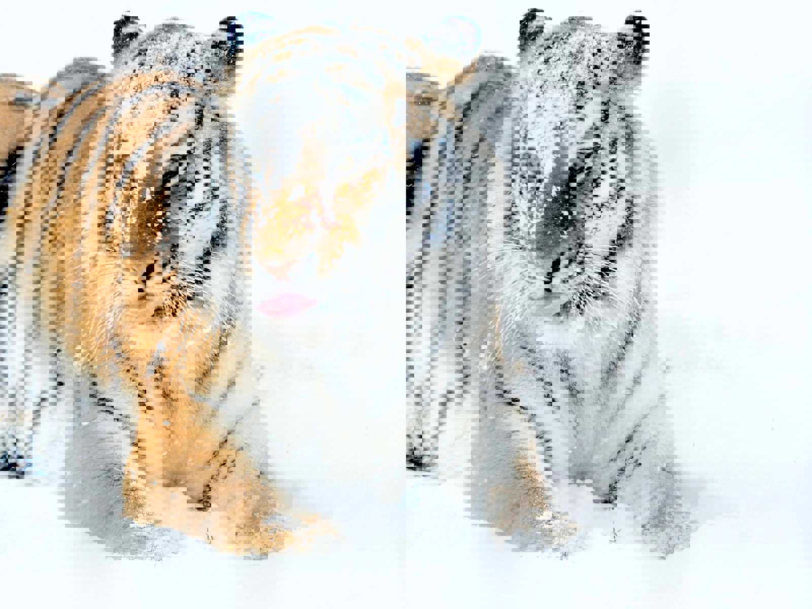1 Jan Tiger In Snow Cr Tal Chohan