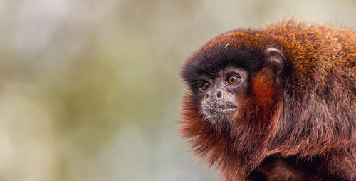2024 Red Titi Monkey Dr Ywp 3