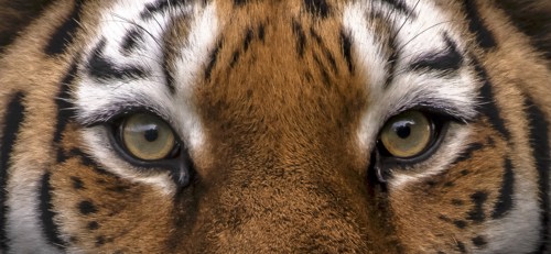 Vladimir Intensity 1 Dr Ywp