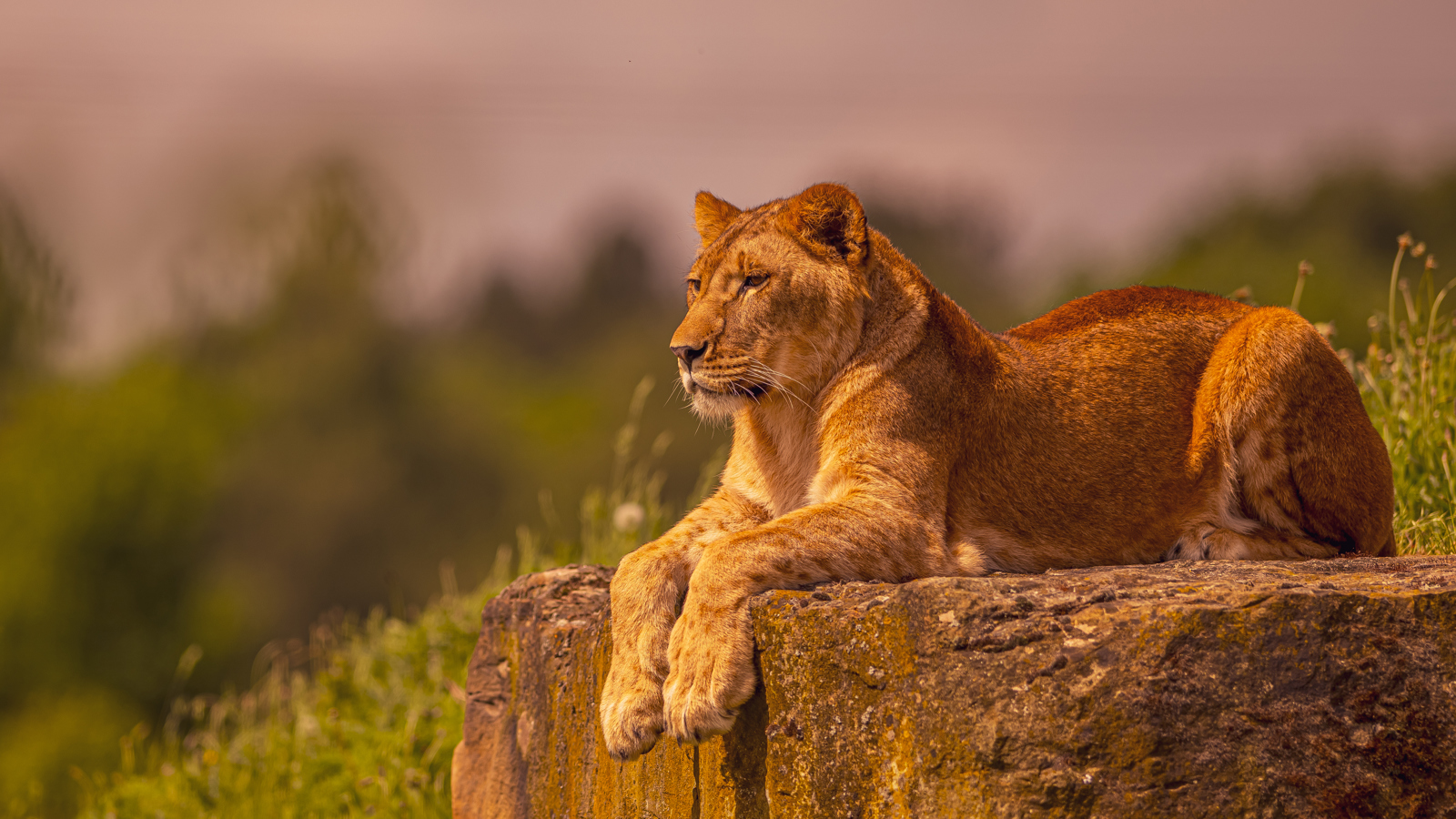 2024 Lion Rescue 2 Dr Ywp 76