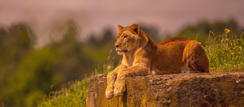 2024 Lion Rescue 2 Dr Ywp 76