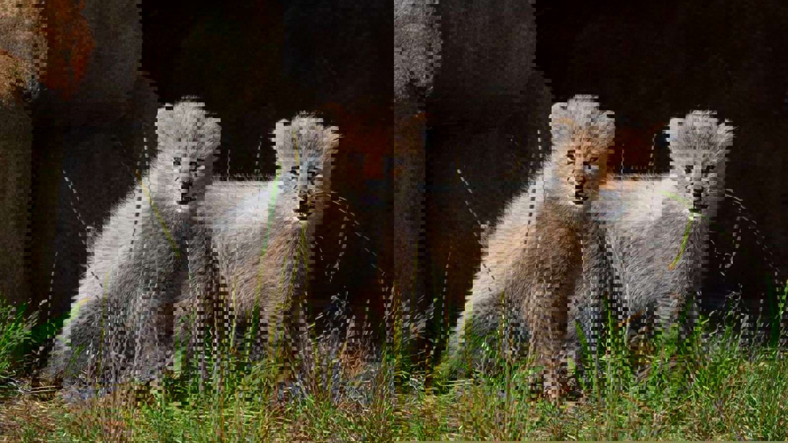 Ywp Cheetah Cubs 014