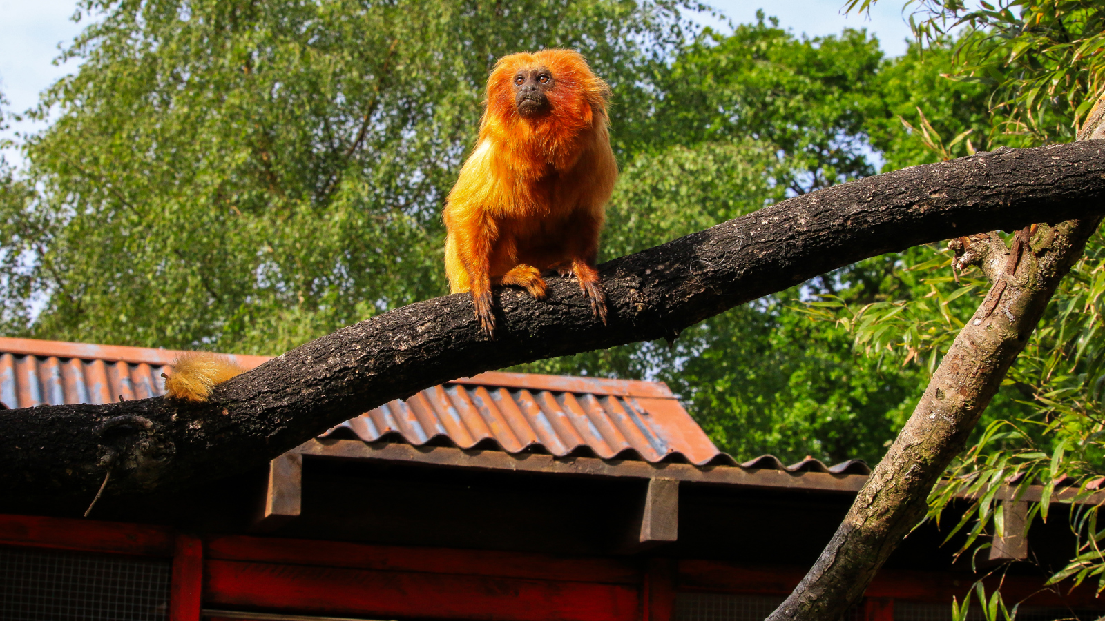 Golden Lion Tamarin 2