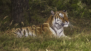 2024 Land Of The Tiger Dr Ywp 44