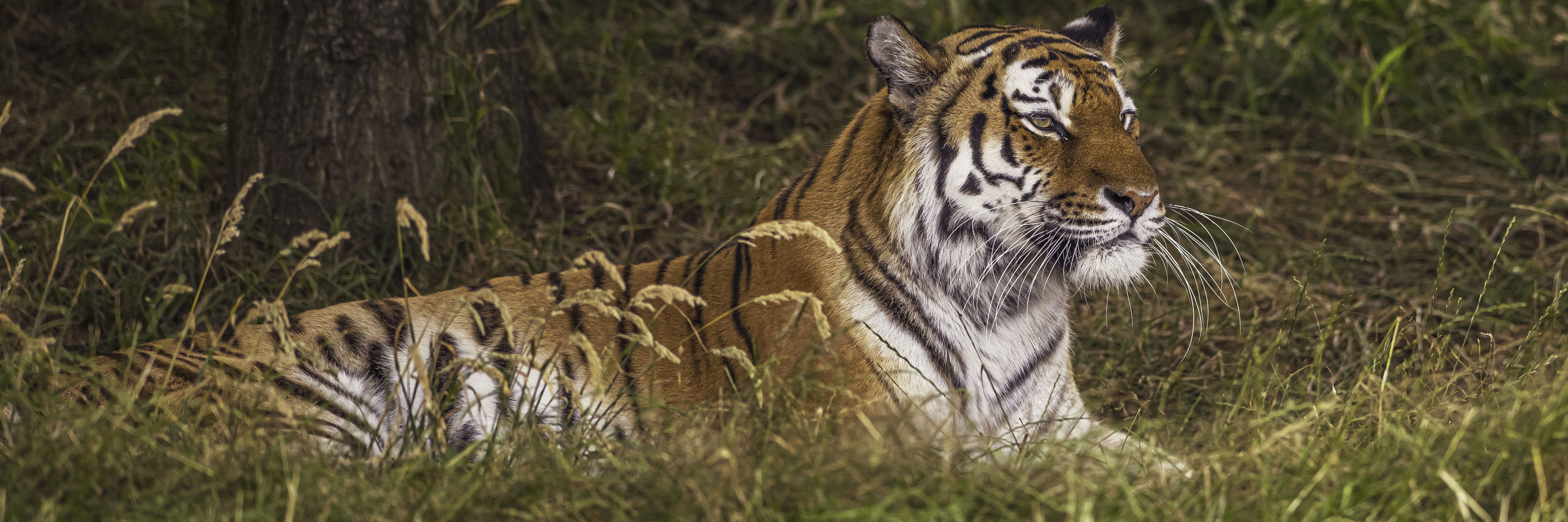 2024 Land Of The Tiger Dr Ywp 44