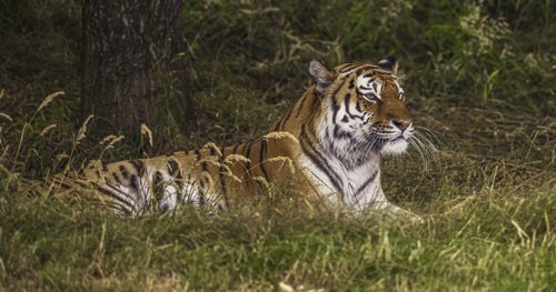 2024 Land Of The Tiger Dr Ywp 44