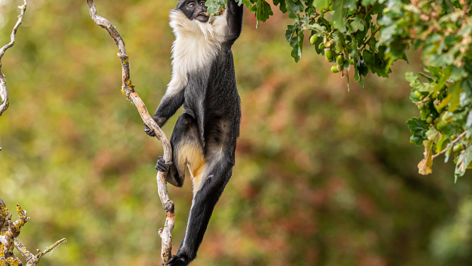 2022 09 29 2022Roloway Monkey 27 Dr Ywp
