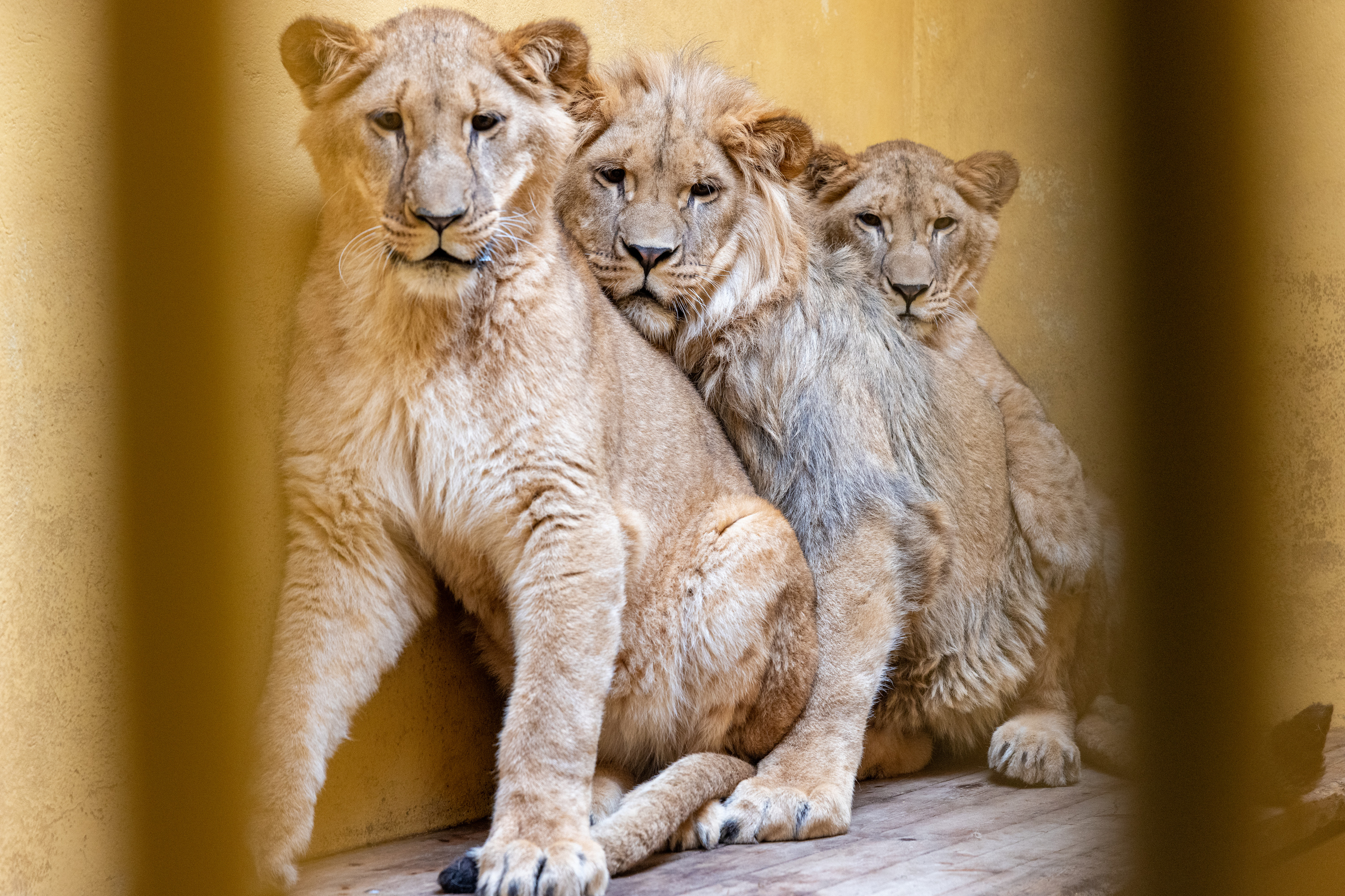 ACP Mdm210324poland 07