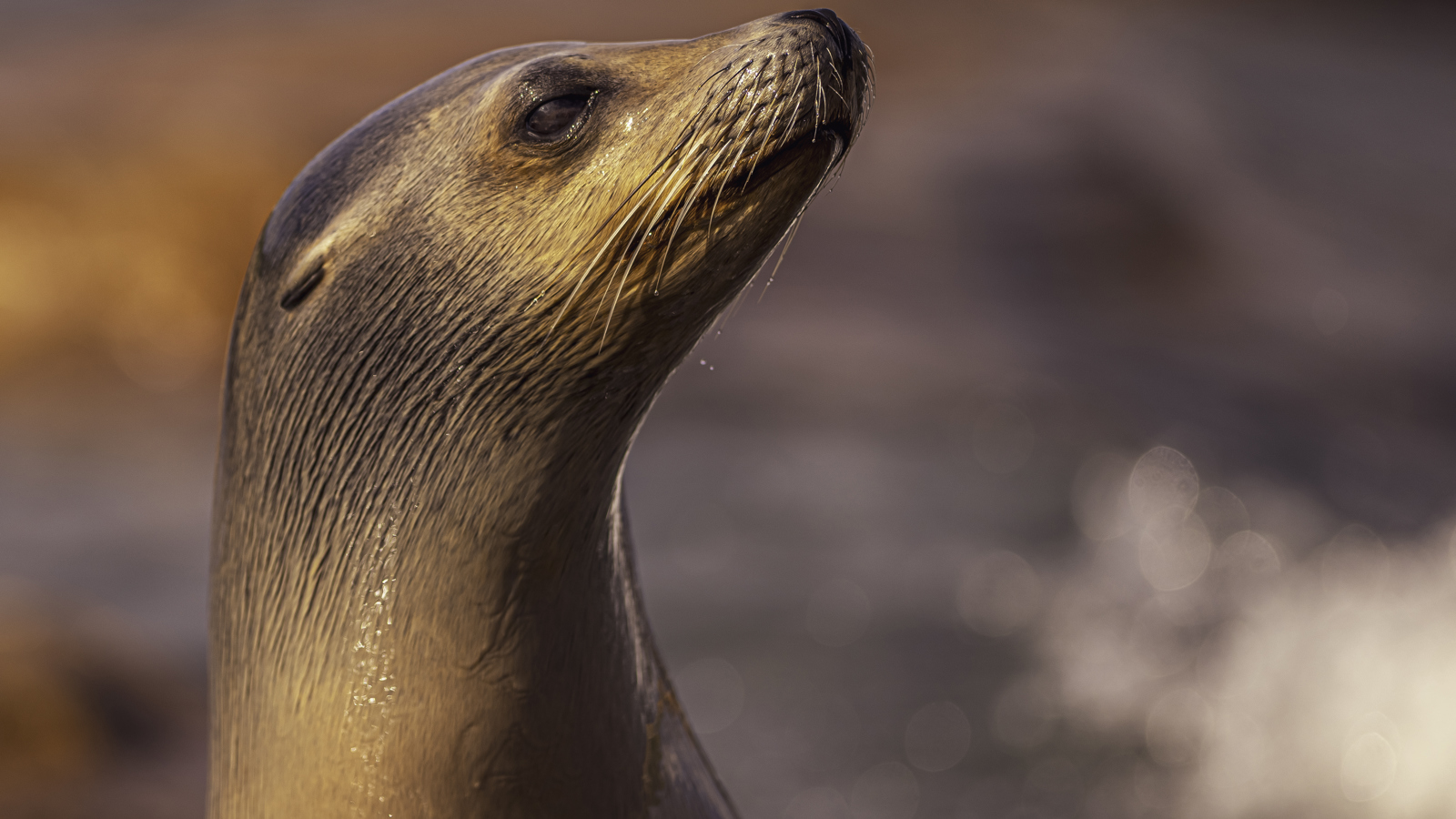 2024 Sea Lions At Point Lobos Dr Ywp 65