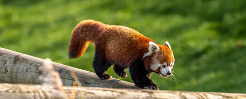 2022 12 01 2022Red Panda 1 Dr Ywp