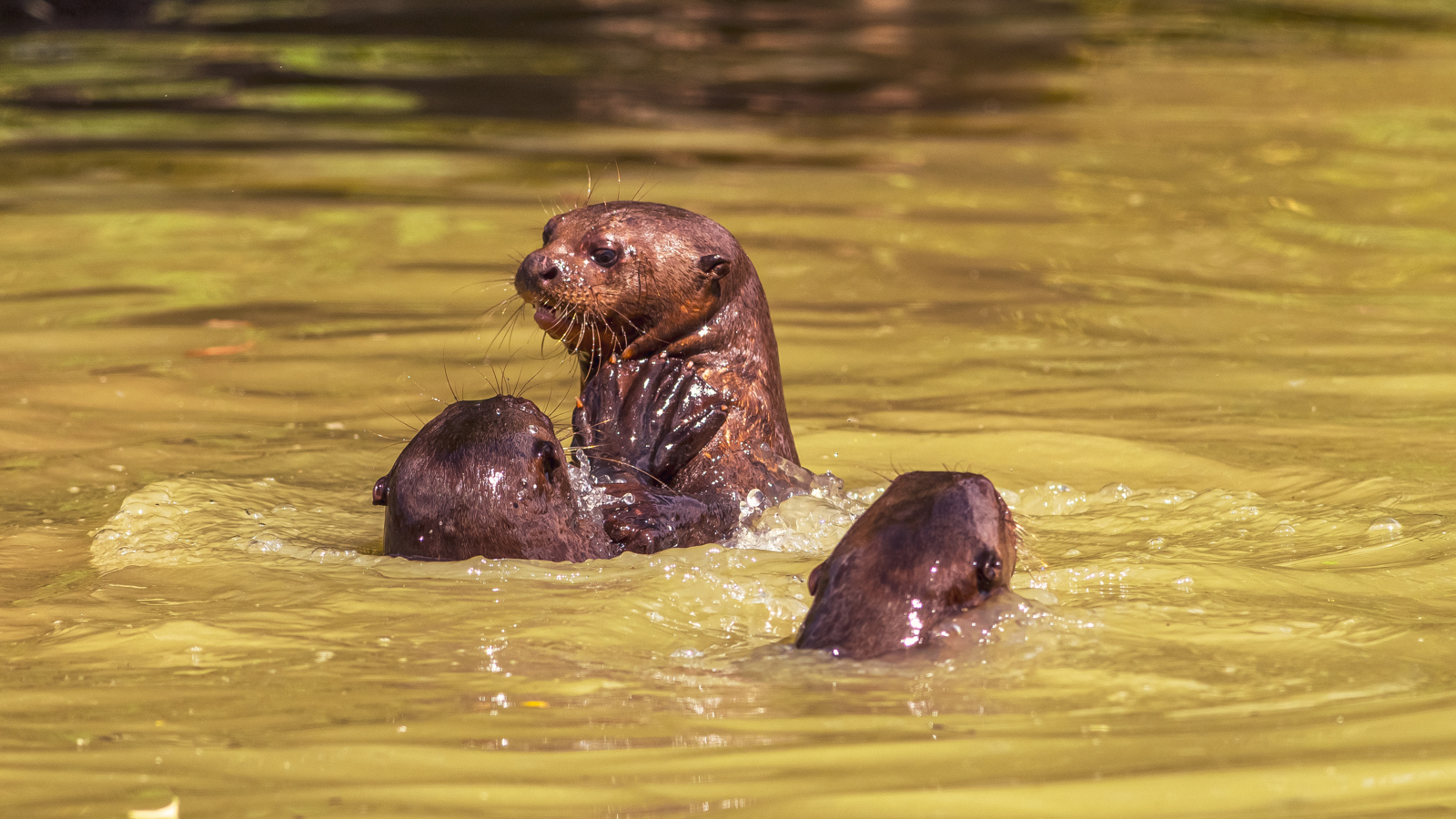 2023 07 26 2023 Giant Otters 37 Dr Ywp