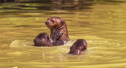 2023 07 26 2023 Giant Otters 37 Dr Ywp