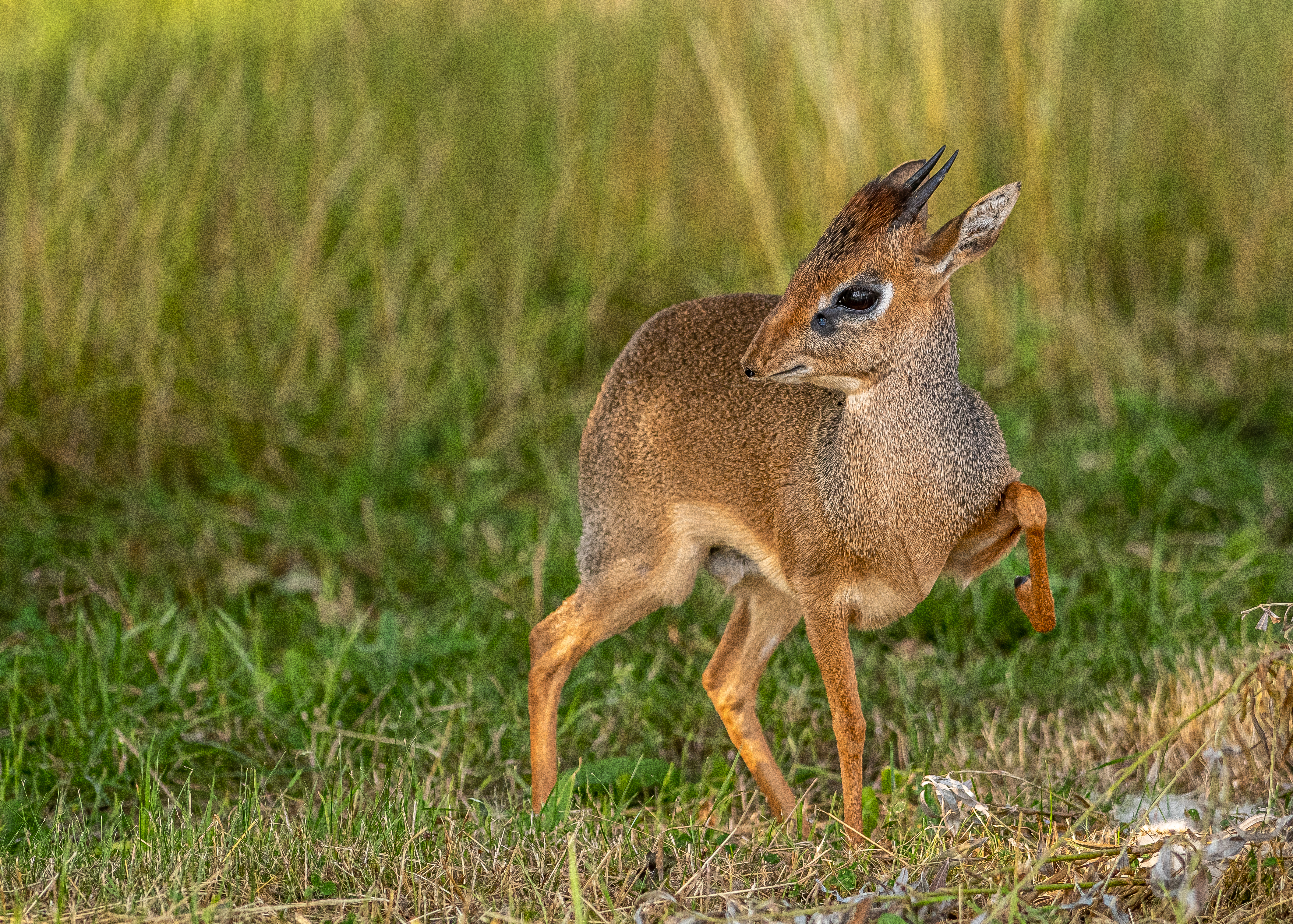 2021 09 17 2021Dik Dik On Guard 1 Dr Ywp