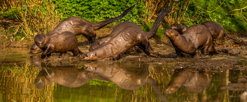 2024 Giant Otters Dr Ywp 4