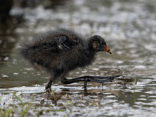 Moorhen Chick Derek Crunkhorn (1)