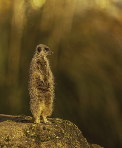 2025 Meerkat Dr Ywp 1