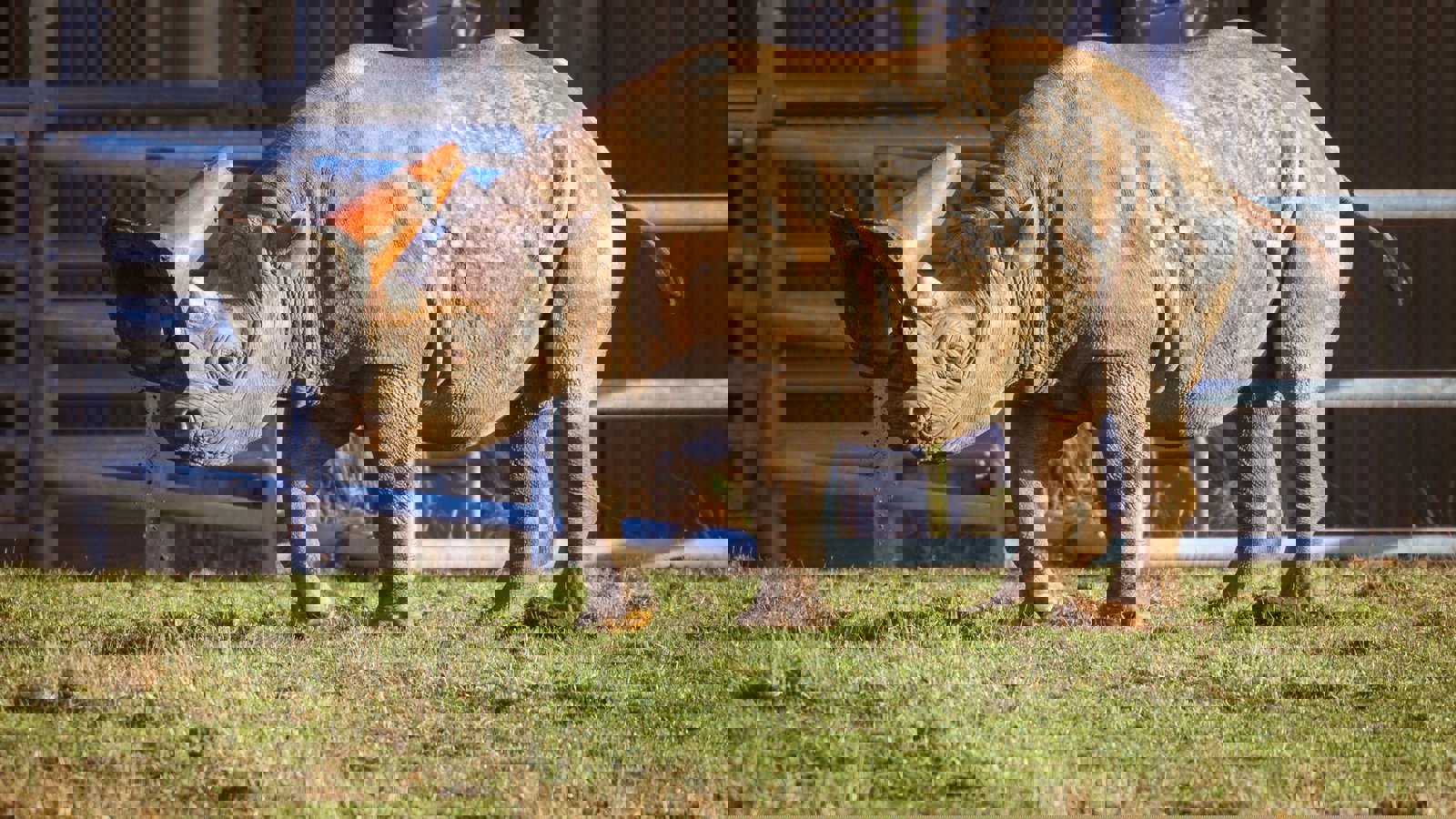Stephen Eccles Rhino Enrichment