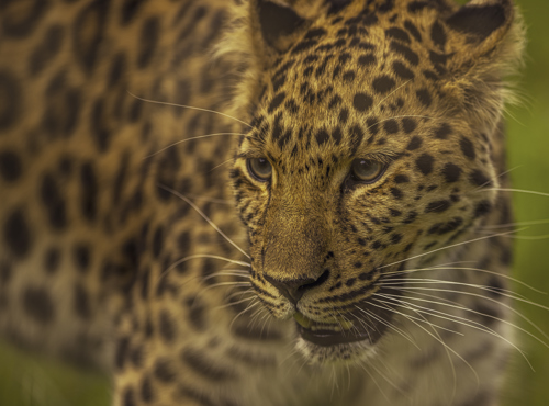 2024 Leopard Heights Dr Ywp 48