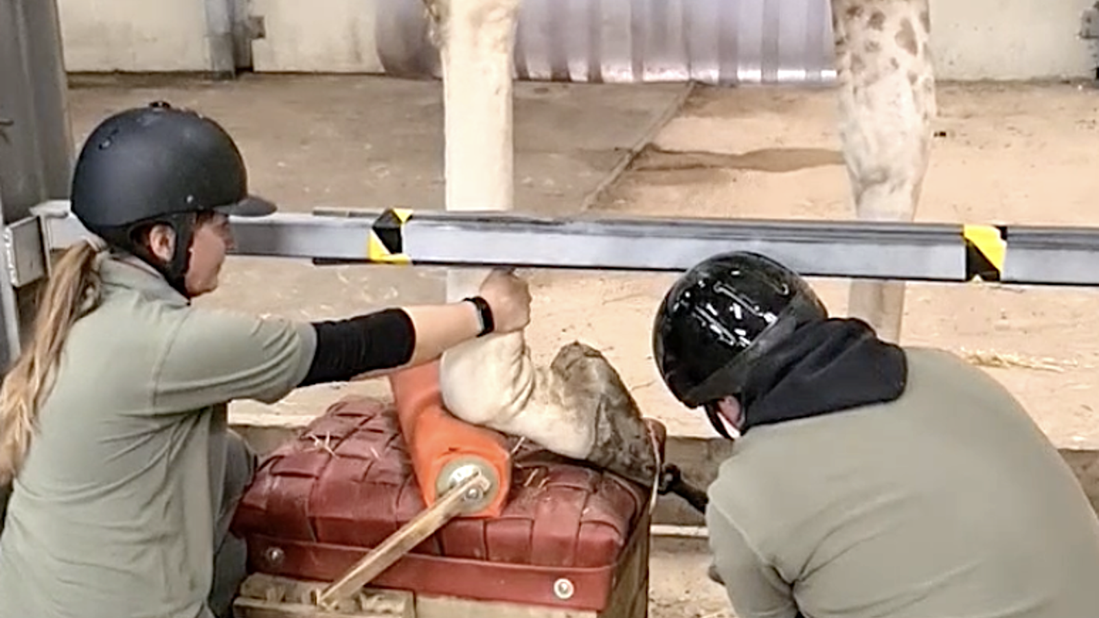 Giraffe Hoof Trim 03 Ywp