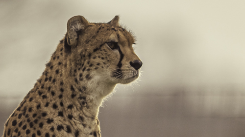 2025 Cheetah Territory Dr Ywp 27