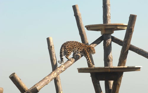 Leopard Climbing Up To Platform