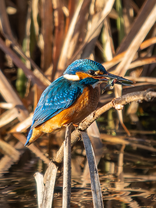 Kingfisher Derek Crunkhorn (2)